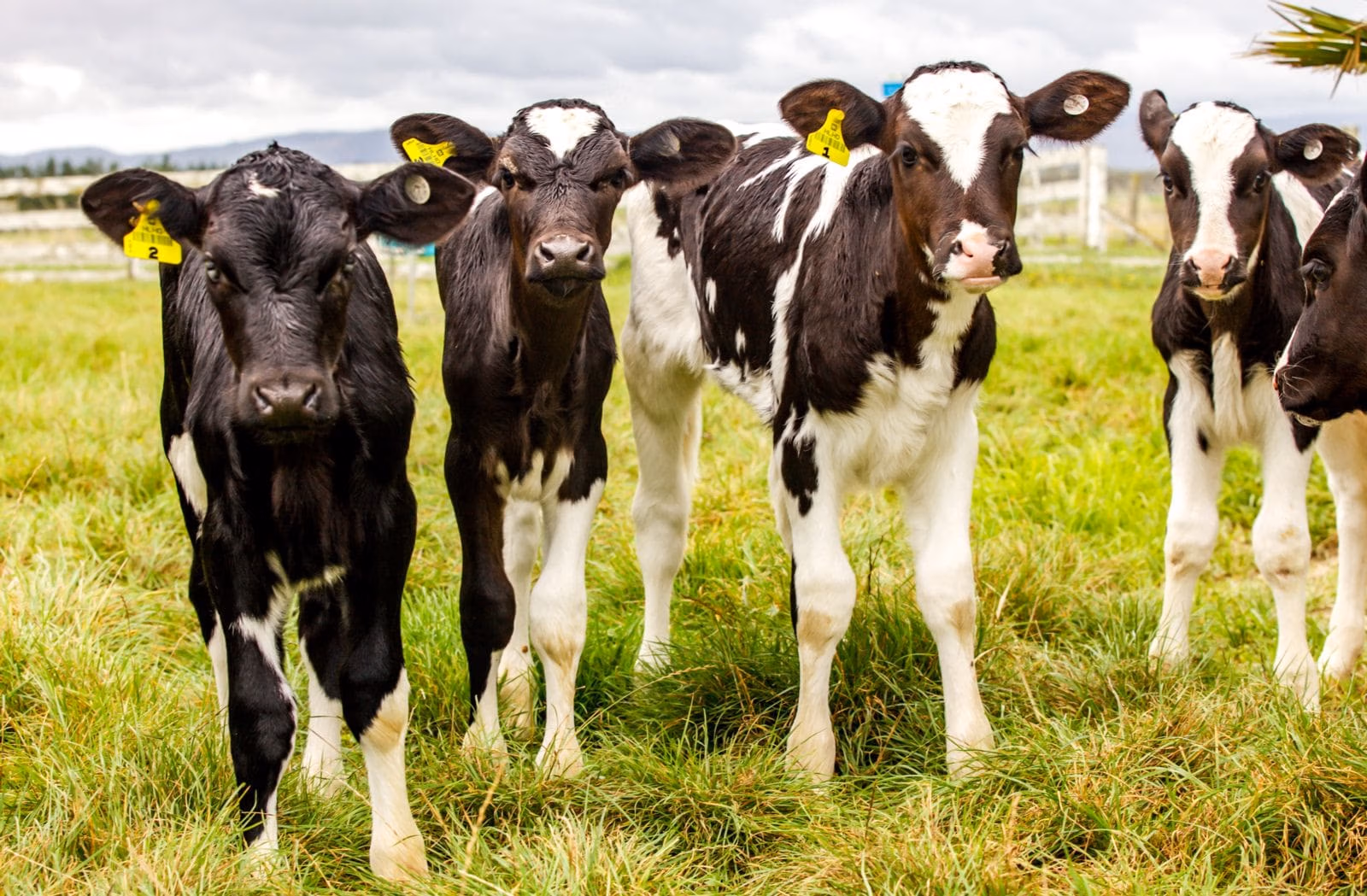Happy healthy dairy calves bred from LIC semen straws
