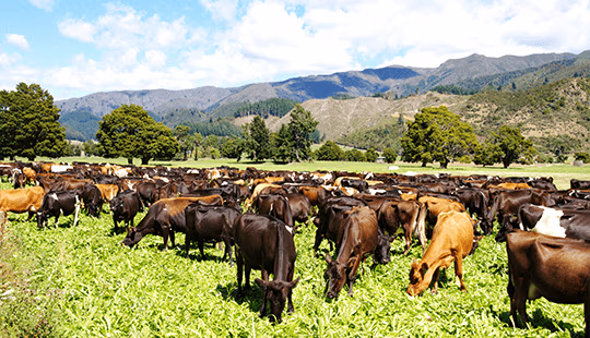 Vacas pastando en una granja lechera
