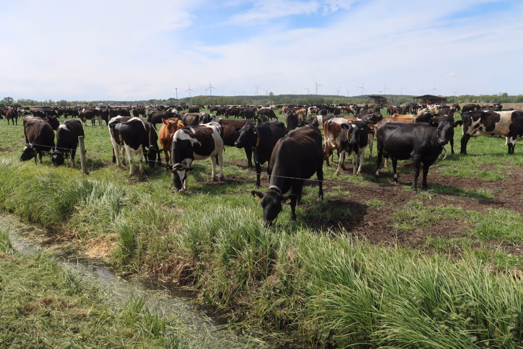 Granja RealGrass Group Costelloss Alemania