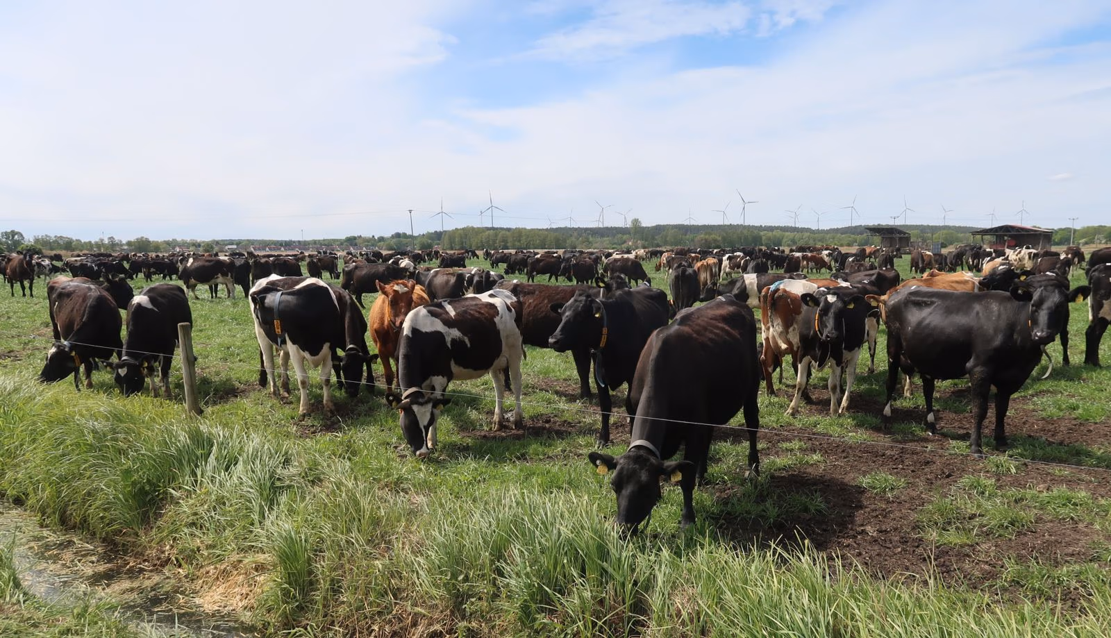 dairy cows grazing