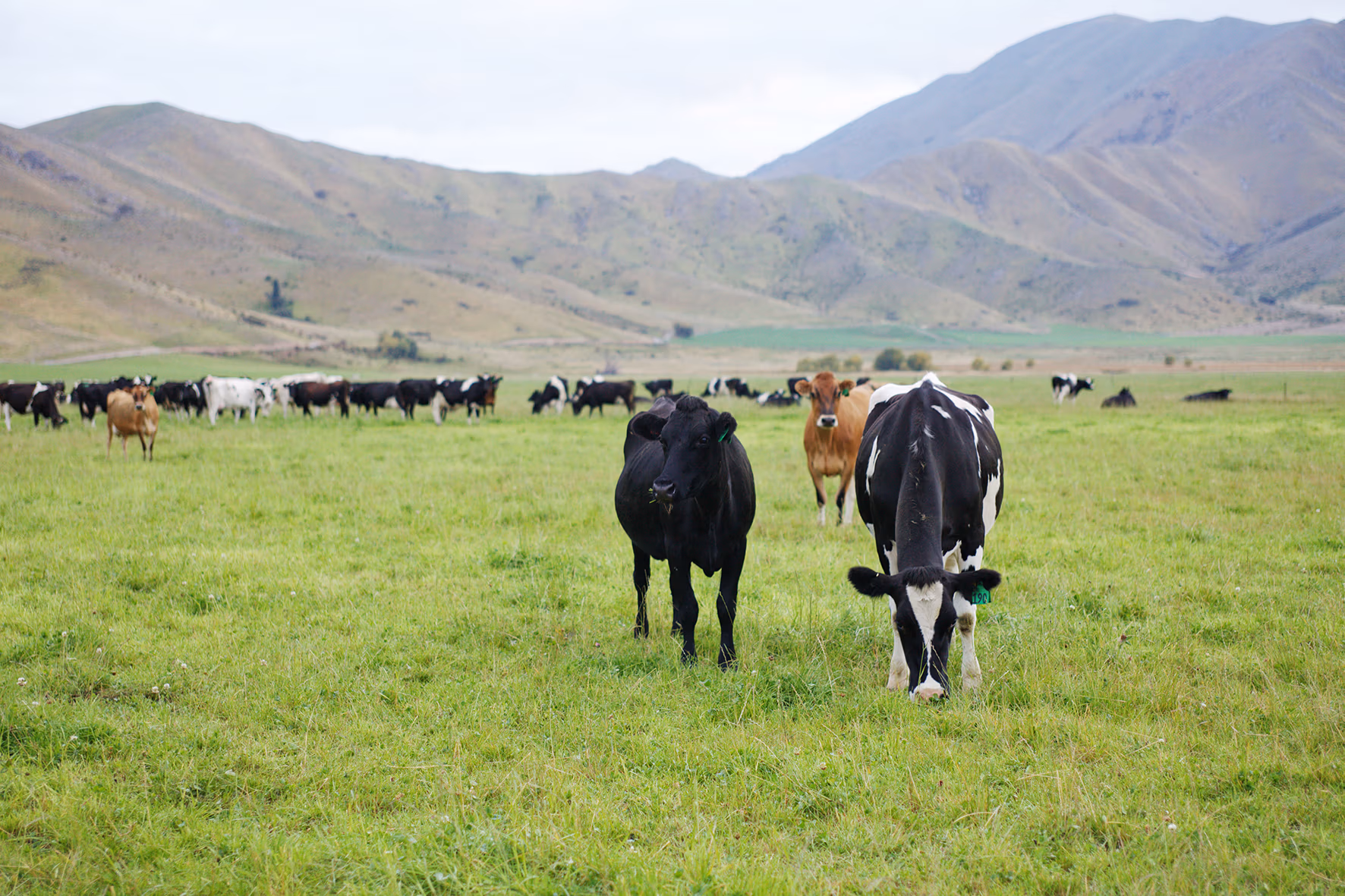 LIC KiwiCross dairy cows