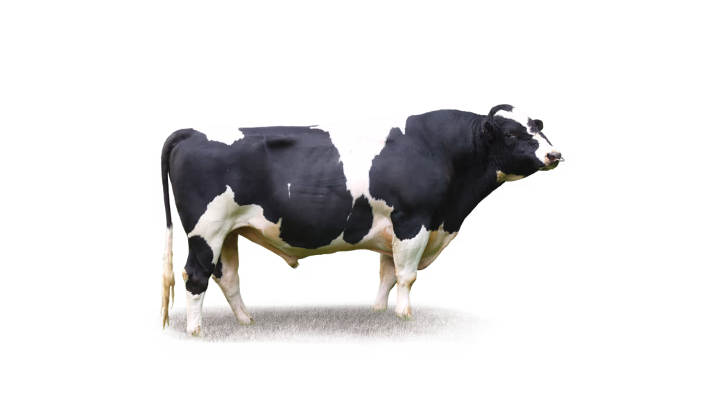 LIC's breeding bull San Ray FM Beamer has sold 1 million semen straws
