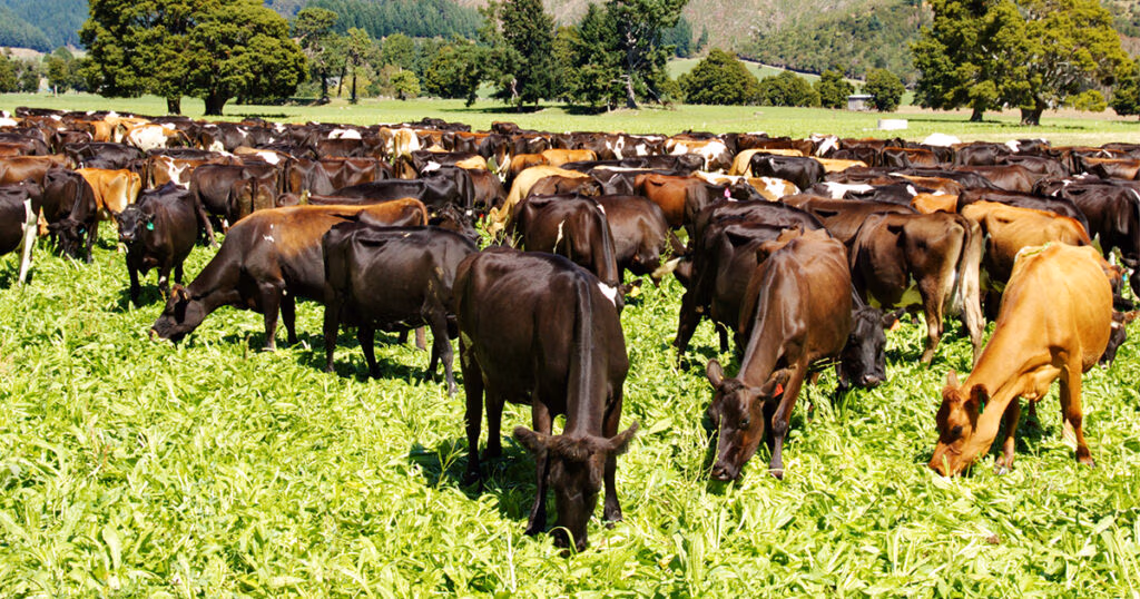 LIC vacas leiteiras pastando