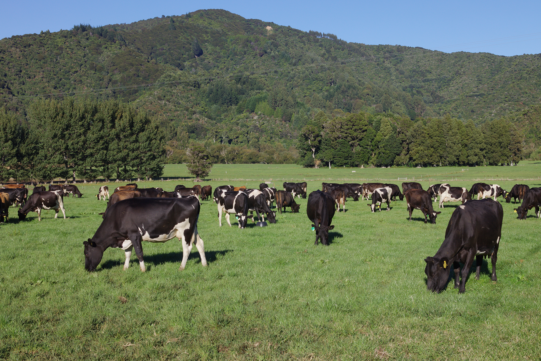 Dairy cows grazing on a productive dairy farm