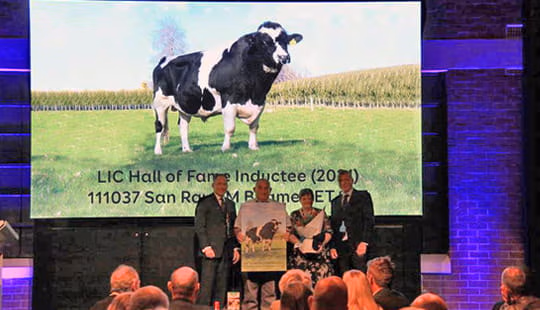 LIC San Ray FM Beamer-ET S2F Hall of Fame breeding bull