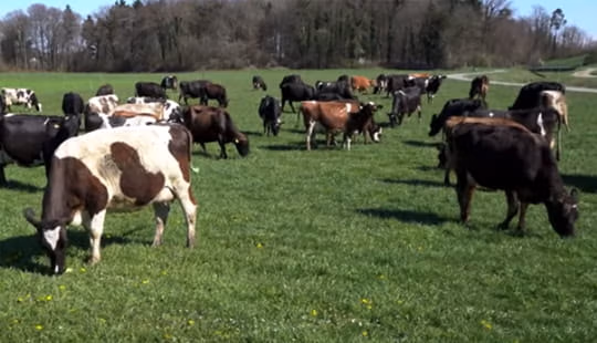Kiwicross cows grazing, Switzerland