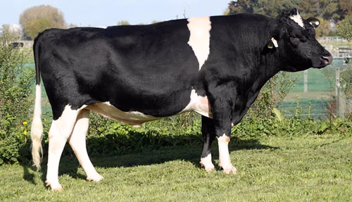 Reef_LIC_bull_genomics_n2
