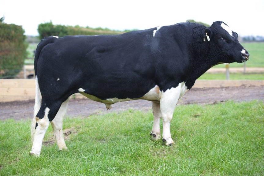 LIC elite young bull being prepared for dairy cow breeding