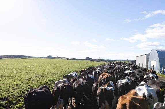 Farmers investing in premium LIC dairy cow genetics