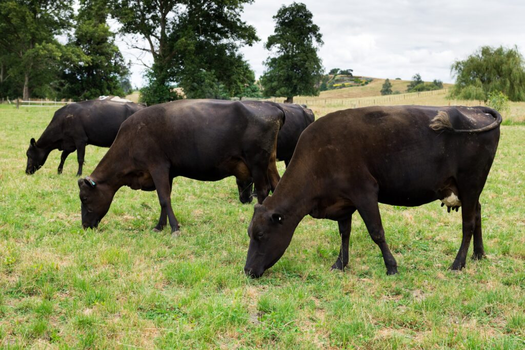 Criação de vacas tolerantes ao calor para produção de leite em todo o mundo