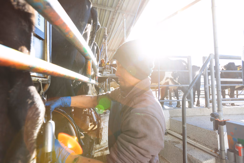 A dairy farmer works with cows in a milking parlour
