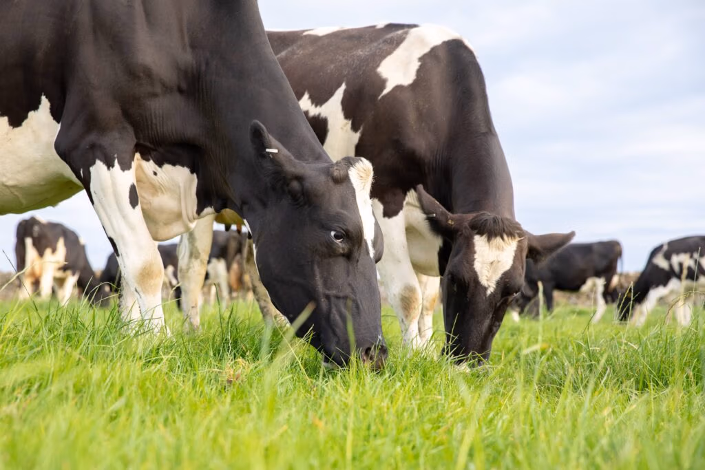 LIC - pasture-based genetics for dairy farmers