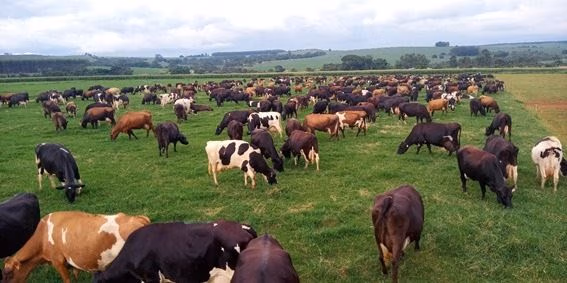 Kiwi Group Brazil focus on sustainability