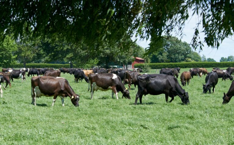 LIC working towards breeding more climate-friendly cows