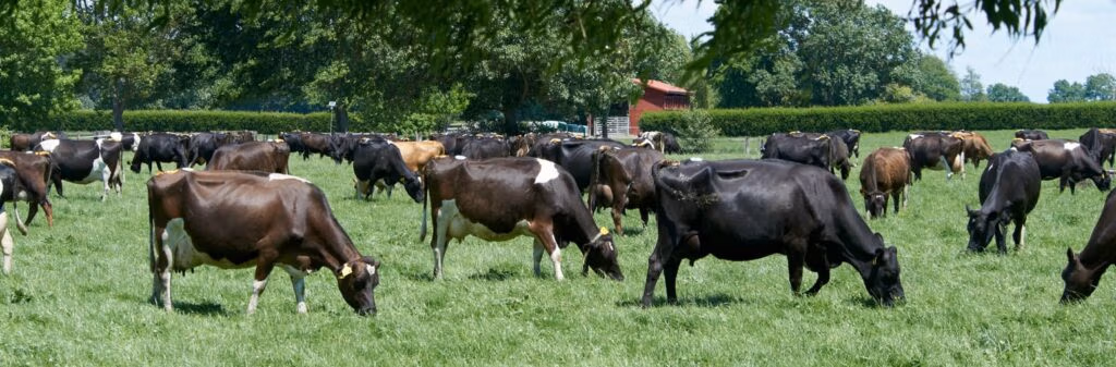 LIC working towards breeding more climate-friendly cows