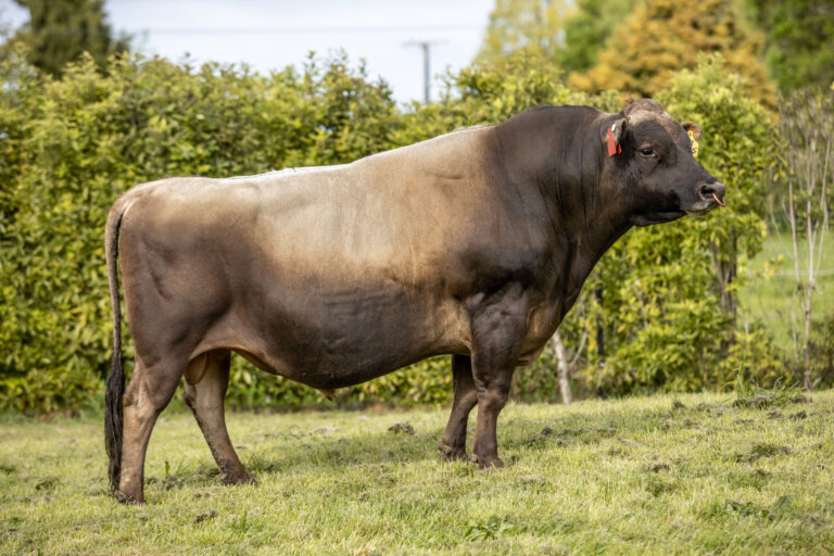 A record number of young bulls have joined LIC’s elite bull teams