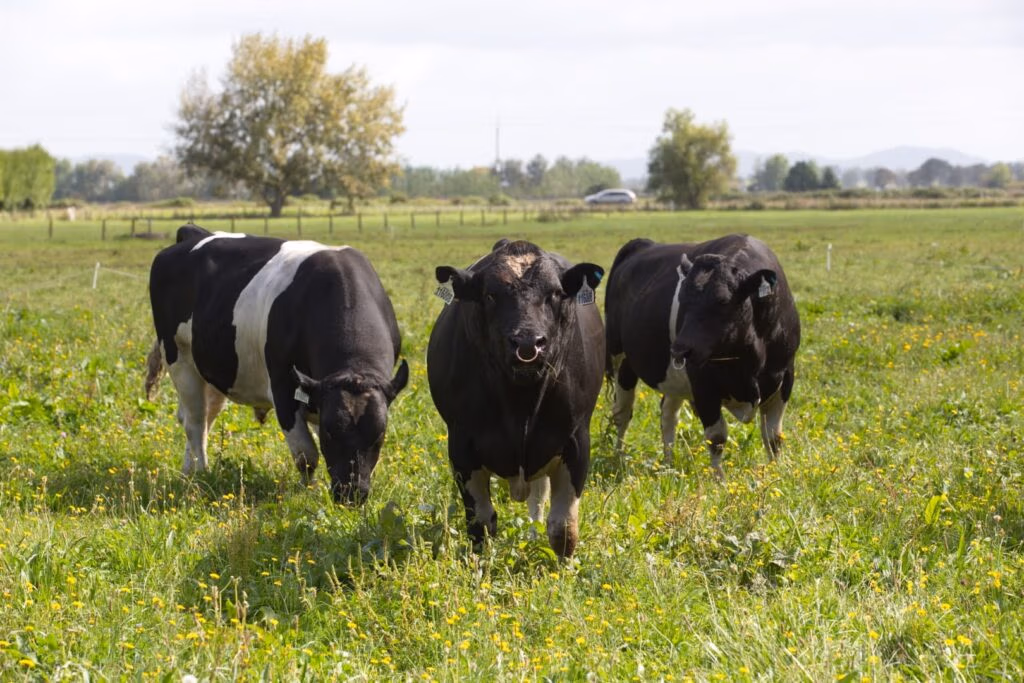 LIC International sires ready for dairy cow breeding using semen straws