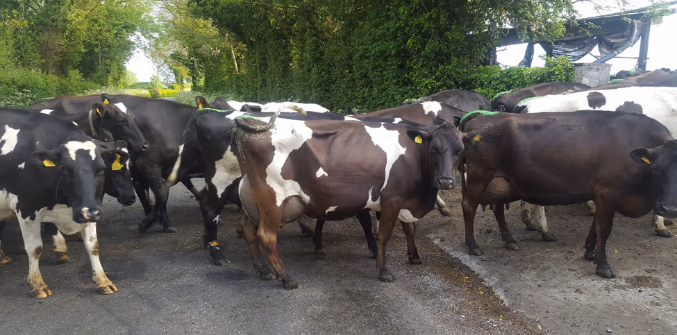 LIC-bred herd on Irish dairy farm