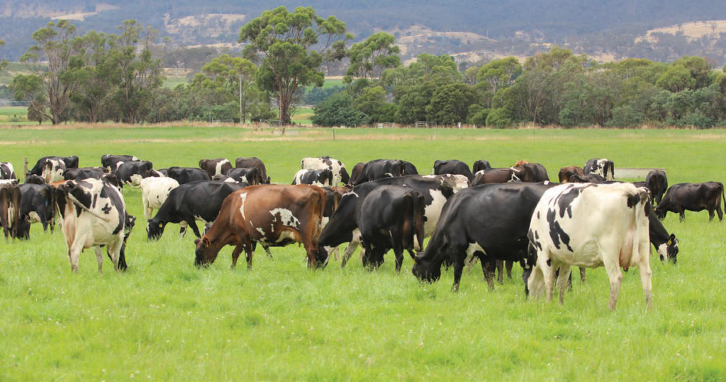 O índice HoofPrint® reduz o impacto ambiental na Tasmânia