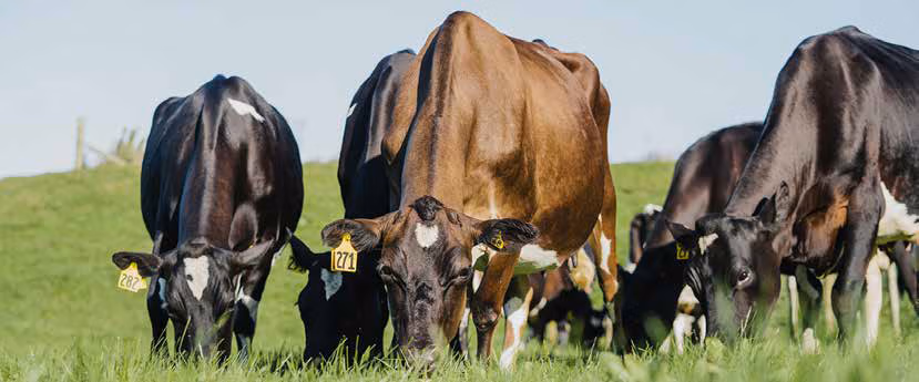 SLICK cows at LIC's Innovation Farm