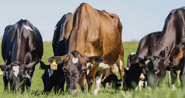 SLICK cows at LIC's Innovation Farm