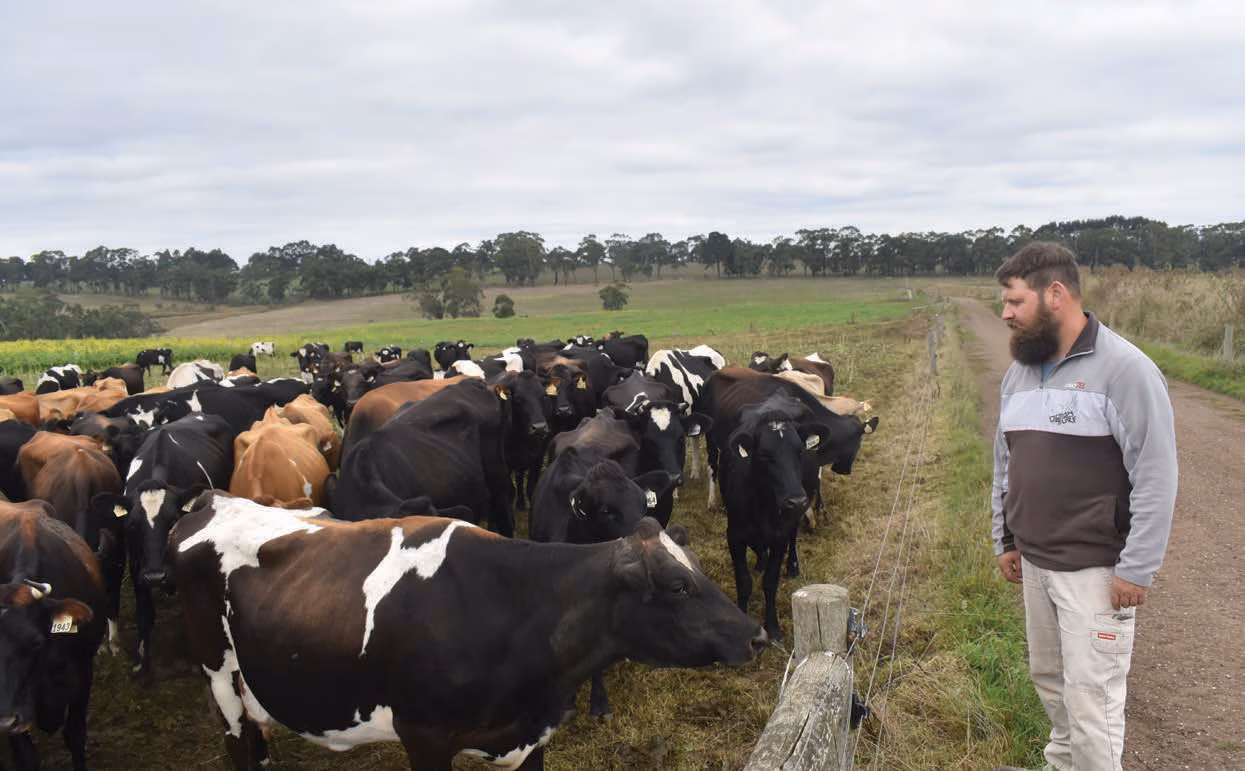 Australian dariy farmer Simon Scott has never strayed from LIC genetics