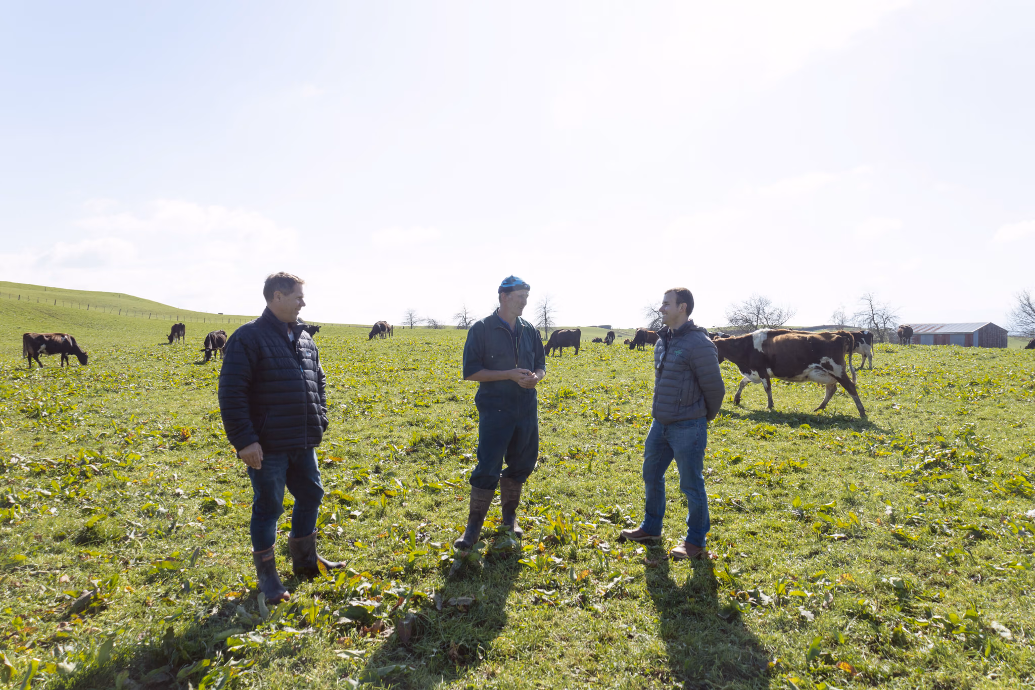 Juan on a New Zealand dairy farm in Matamata