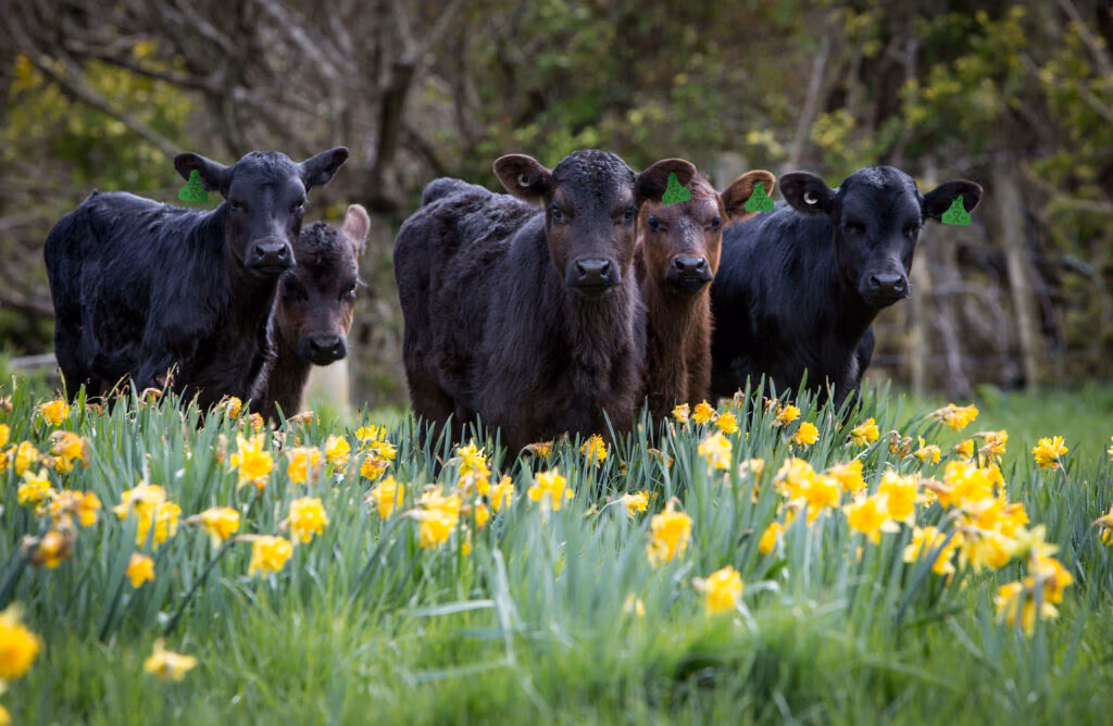 Dairy x Angus calves in New Zealand
