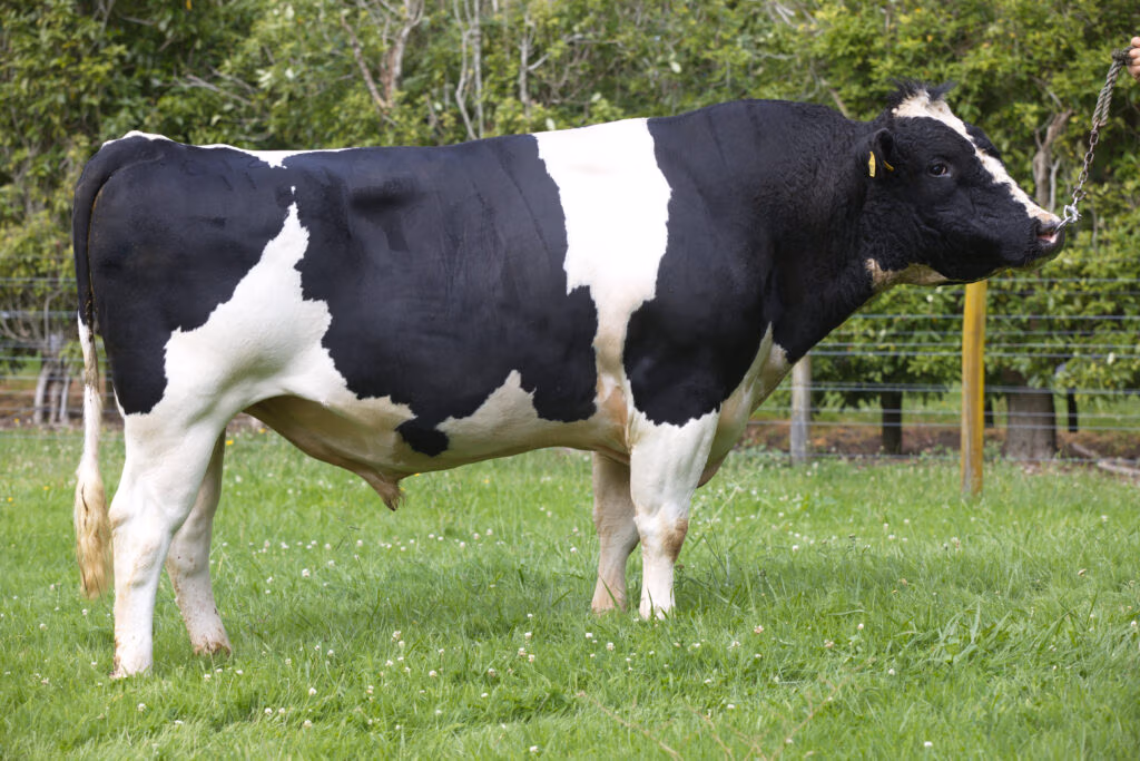 LIC Holstein Friesian bull Farside M Illustrious S3F