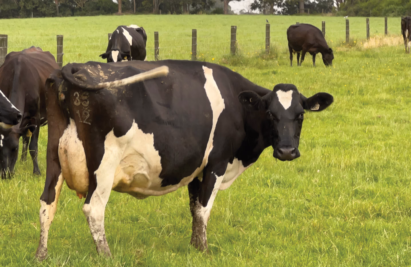 Tom's favourite cow, sired by LIC bull 111037 beamer, is producing well over her bodyweight in milk solids