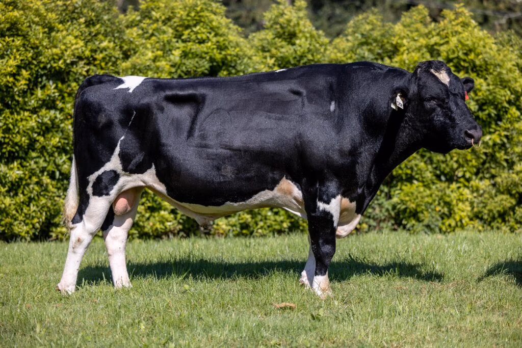 LIC Holstein Friesian bull Royson MG Currency S3F