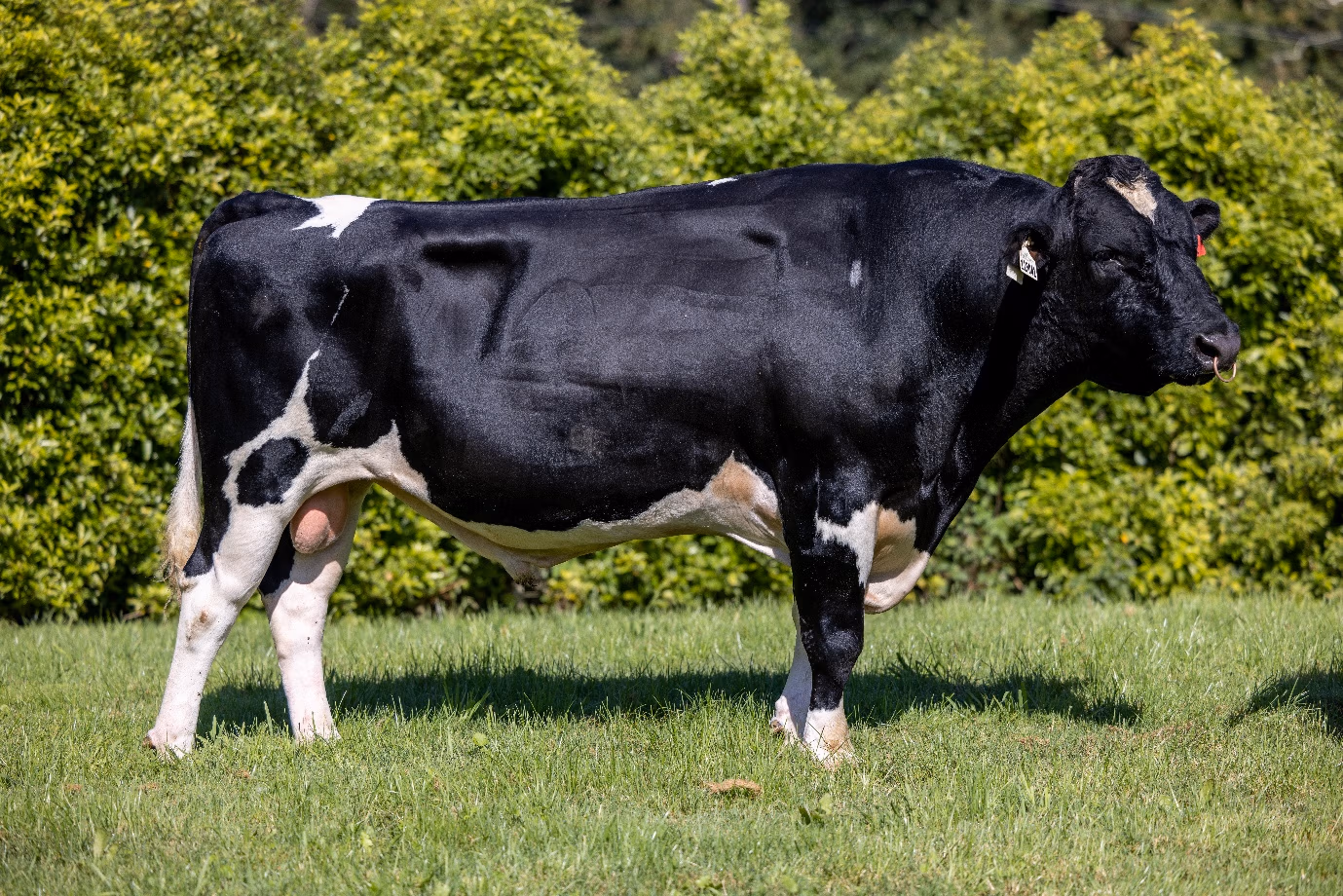 LIC Holstein Friesian bull Royson MG Currency S3F