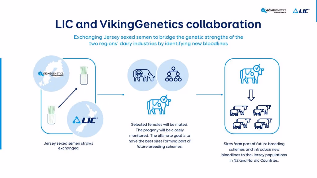 LIC and VikingGenetics graphic to diversify Jersey dairy cow breed