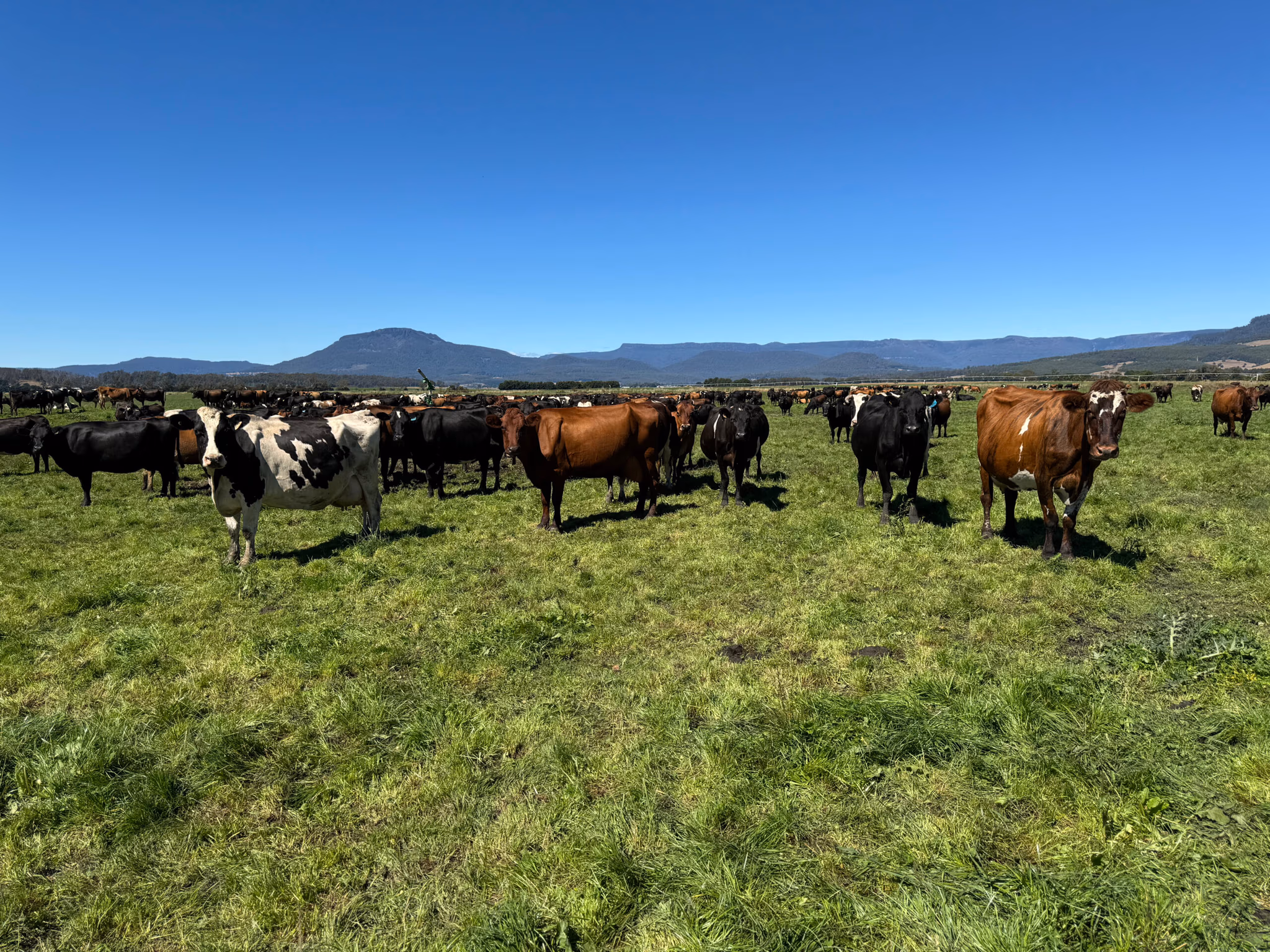 Dalmore Dairy's crossbred herd