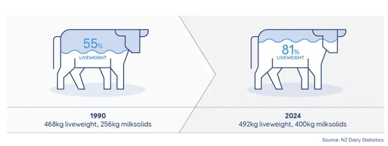 The cow of the early 1990’s produced 55% of its own liveweight in milksolids, whereas a cow of recent years produces about 81% of its own liveweight in milksolids.
