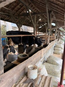 A smallholder dairy farm in Lembang, Java - part of the network supported through Fonterra’s Dairy Scholarship programme (2013–2017)
