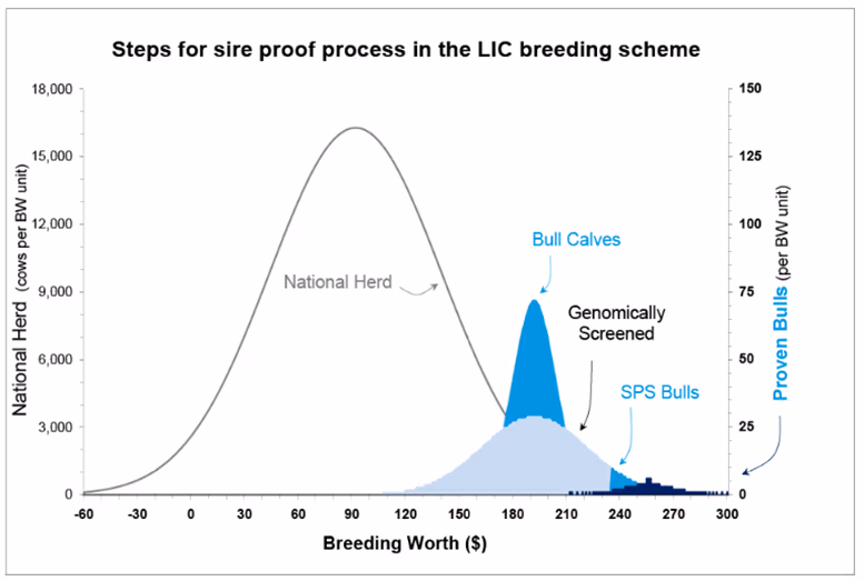 Gráfico que muestra los pasos para el proceso de prueba de toros en el esquema de cría de vacas lecheras LIC