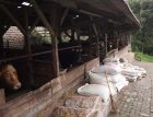 Cows housed on a Lembang smallholder farm, south-east of Jakarta
