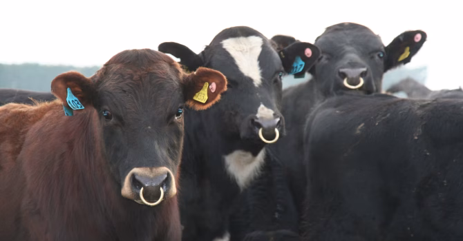 Photo of young bulls