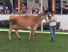 Sofía is the daughter of renowned LIC bull Kamahi King.