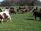 Kiwicross cows grazing, Switzerland